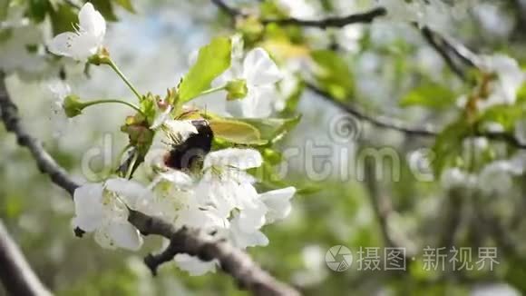 白色盛开的樱花树视频