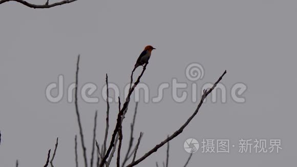 美丽的印尼野鸟携带食物