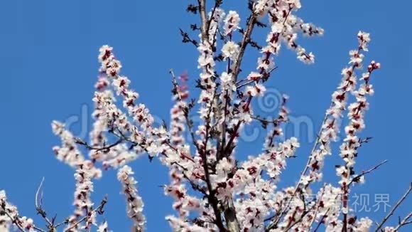 白色粉红樱花特写蓝天