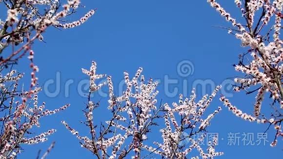 白色粉红樱花特写蓝天