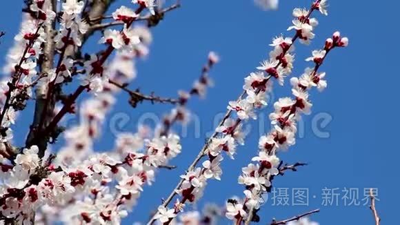 白色粉红樱花特写蓝天