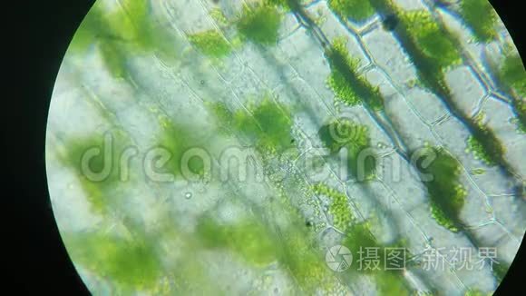 绿色叶绿素,植物真核细胞结构中的叶绿体,显微镜中的放大率.