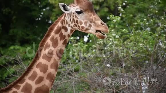动物园里嚼绿叶的非洲小长颈鹿视频