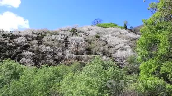 杰特谷的樱花。 樱花盛开..