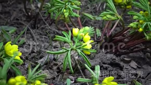 裸子植物视频素材 裸子植物实拍视频下载 第1页 摄图新视界视频库