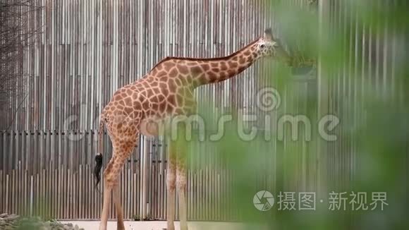 动物园里嚼绿叶的非洲小长颈鹿视频