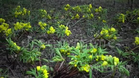 裸子植物视频素材 裸子植物实拍视频下载 第1页 摄图新视界视频库