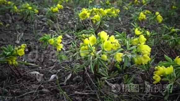 裸子植物视频素材 裸子植物实拍视频下载 第1页 摄图新视界视频库