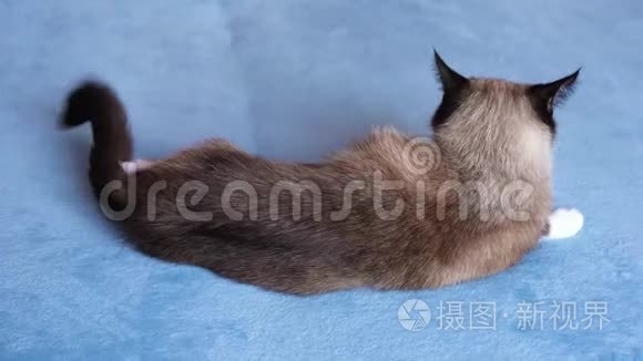 猫种的雪鞋被冒犯了，摇着尾巴，躺在蓝色的背景上，从后面看