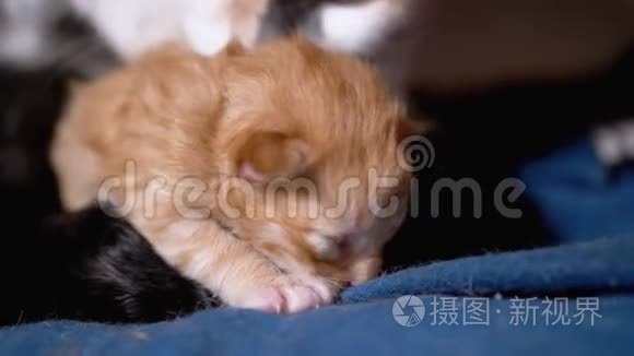 哺乳妈妈猫拥抱一只盲目的新生姜猫。 可爱猫家庭