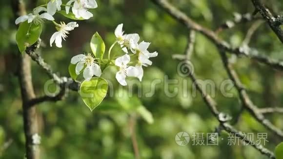白色梨花开在花园的高清电视视频
