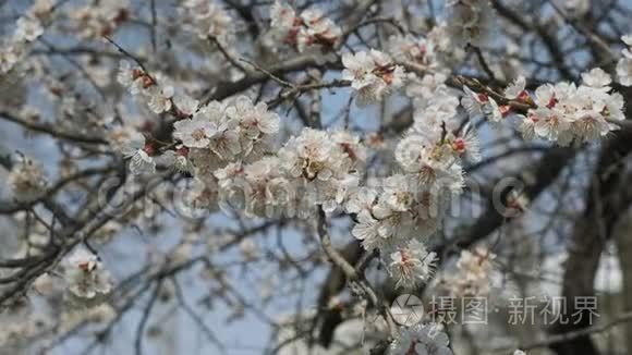 春暖花开的杏花.. 美丽的春天阳光的花背，特写。 4K录像片，慢镜头