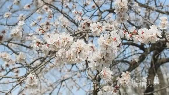 春暖花开的杏花.. 美丽的春天阳光的花背，特写。 录像，慢镜头