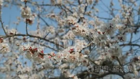 春暖花开的杏花.. 美丽的春天阳光的花背，特写。 录像，慢镜头