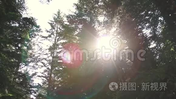 太阳透过树叶发出的光视频