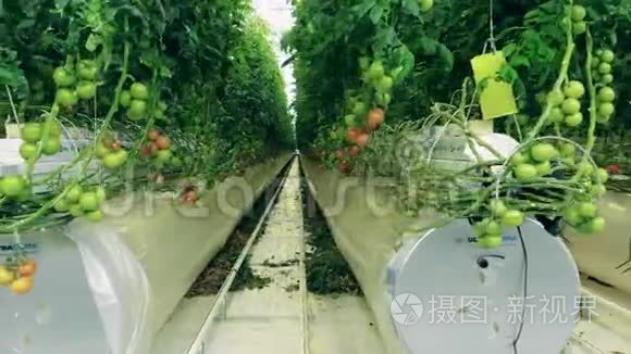 与其相连的绿色植物灌溉系统