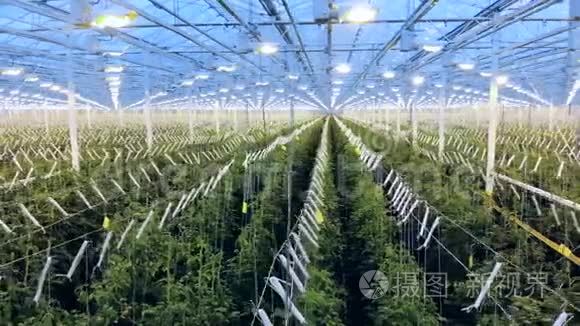 温室里培育的一排排绿色植物视频