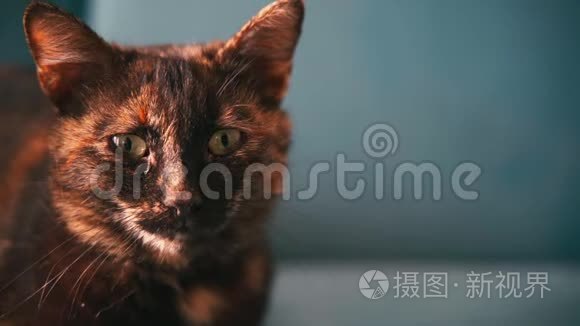 一只美丽的混合色猫的肖像。