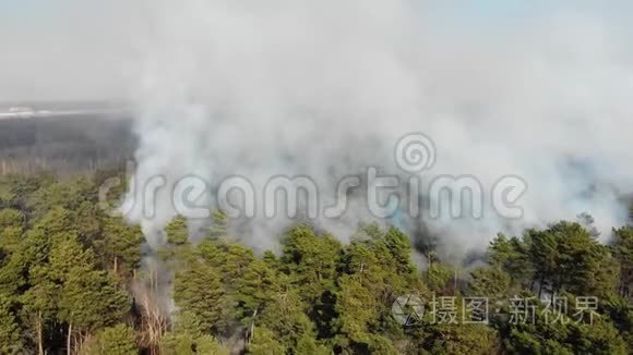 大片森林正在燃烧.. 空中大规模森林火灾。 火在松林中从高处眺望.. 飞行飞行