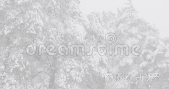 已定。 美丽的白雪公主森林在冬季霜冻日。 冬天的森林里下雪了