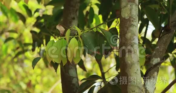印度果阿。 在树上生长的的叶子。 阿索卡树，阿肖克或仅仅阿索卡，是属于