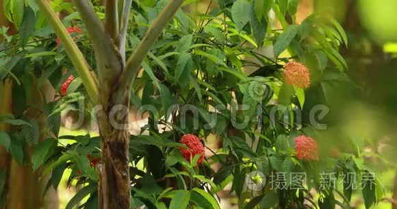 印度果阿。 红色的伊索拉花。 伊索拉是茜草科开花植物的一个属。 西印度群岛