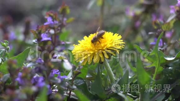 蜜蜂在蒲公英的花朵上采蜜视频