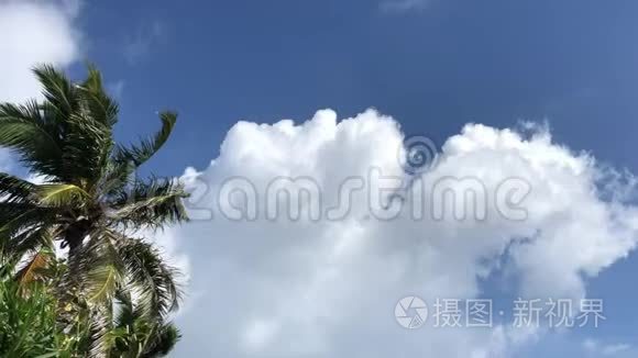 椰子树叶子在风中摇曳视频