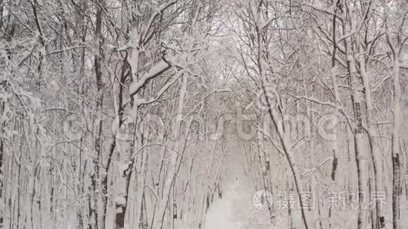 最佳空中飞行的深冬。 白雪覆盖了森林中的树木，从一架四翼飞机上射出