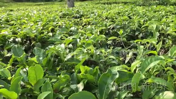 孟加拉国种植的茶树和茶叶视频