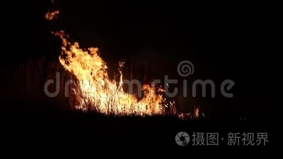 野火燃烧甘蔗黑夜视频