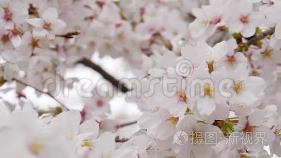 樱花盛开的大花近景拍摄视频