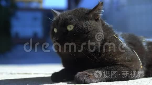 阳光明媚的一天，一只黑猫躺在户外的肖像。