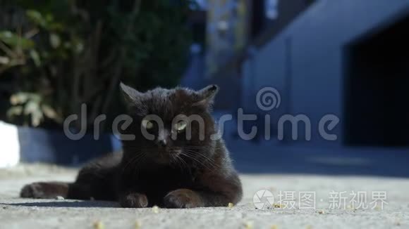 阳光明媚的一天，一只黑猫躺在户外的肖像。