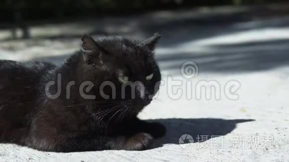 阳光明媚的一天，一只黑猫躺在户外的肖像。