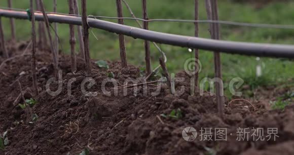 一个农场用于有机农场的覆盆子灌溉的录像是用逐滴系统节水的