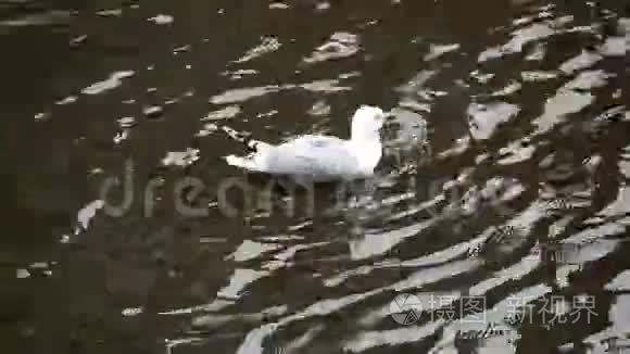 海鸥在水中拍打翅膀视频