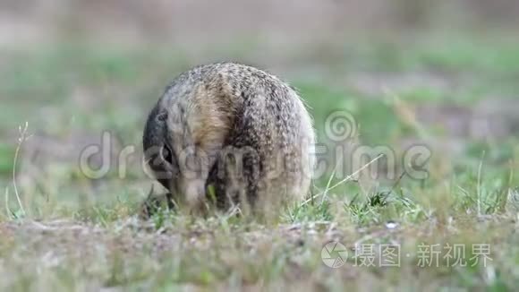 地松鼠雪铁龙在其自然栖息地视频