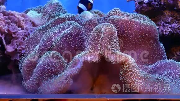 水下世界美丽的海花视频