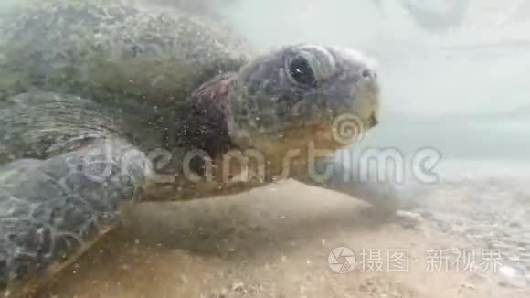 特写4k大绿海龟在沙滩旁的海浪中游泳的视频