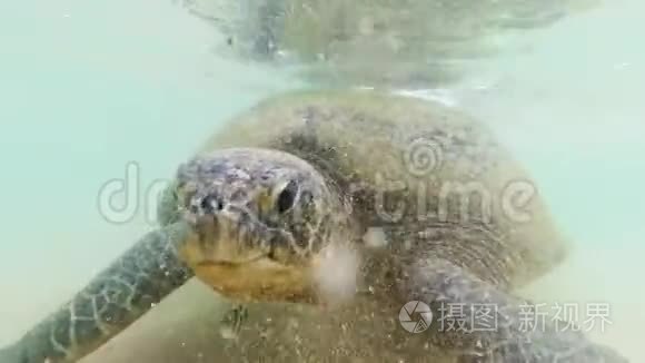 4k水下视频大绿海龟在沙滩旁的海浪中摇摆