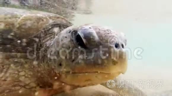 在斯里兰卡海边游泳的海龟头部特写4k视频