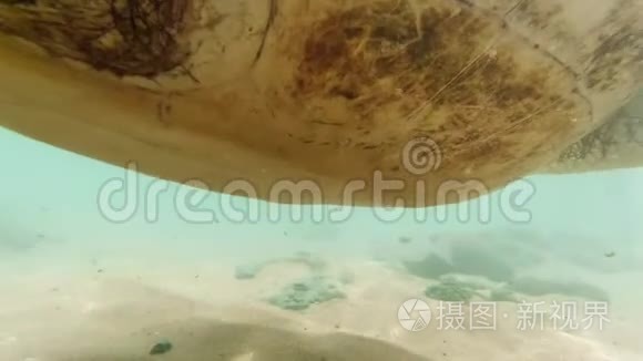 4k大绿海龟在海洋中游泳的水下视频