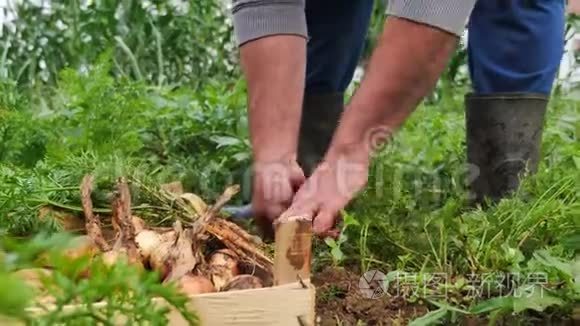 一个人从有机农场的地面上取出胡萝卜并将其放入装满洋葱和洋葱的板条箱的低角度镜头
