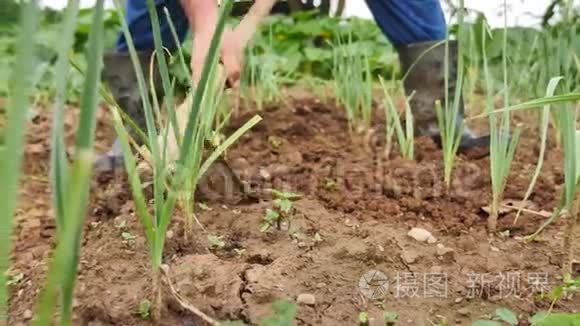 农民锄地和照顾大葱的足迹视频