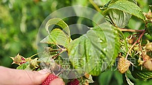 一个农民采摘树莓的慢镜头视频