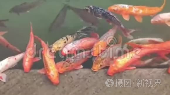 金殿圣池与鱼 大金鱼在圣池在阿姆利则 印度 变焦广鱼在黄金mp4格式视频下载 正版视频编号04nlx4 摄图新视界视频库