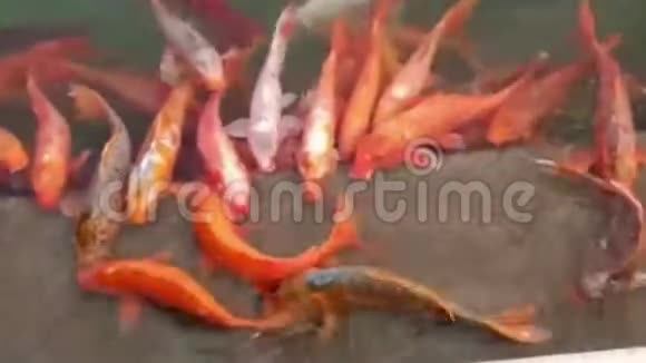 金殿圣池与鱼 大金鱼在圣池在阿姆利则 印度 变焦广鱼在黄金mp4格式视频下载 正版视频编号04nlx4 摄图新视界视频库 金殿圣池与鱼 大金鱼在圣池在阿姆利则 印度 变焦广鱼在黄金mp4格式视频下载 正版视频编号04nlx4 摄图新视界视频库