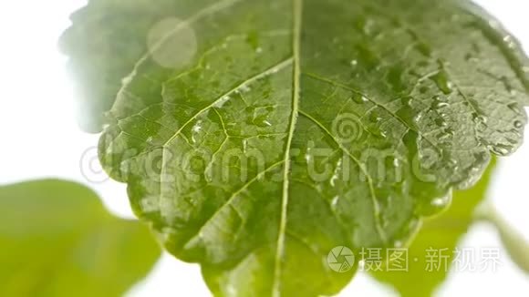 阳光穿过树叶. 一滴雨顺着植物流下