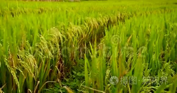 稻田绿色农业生态系统亚洲水稻稻田越南绿色农场。 收获农业种植黄金